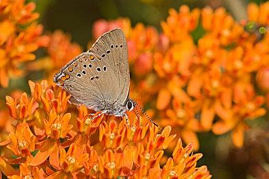 TGA主办人发推暗示 《旷野之息2》将在TGA上亮相